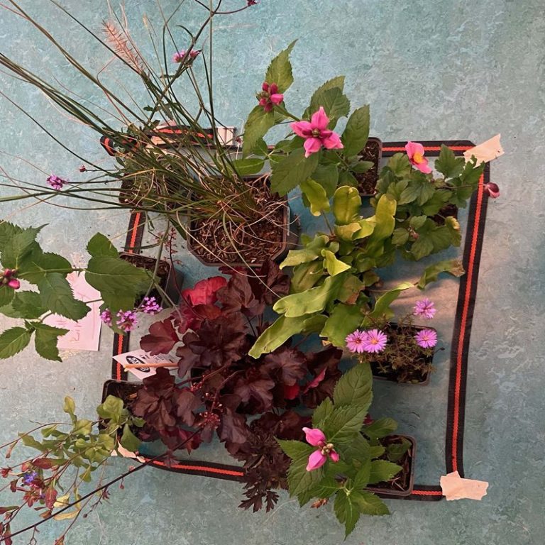 School les plant compositie