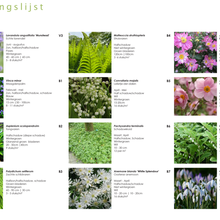 School les verfen met planten